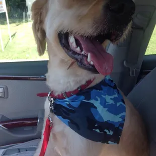 Castiel after a trip to the Groomers at Karen's Kritter Castle!