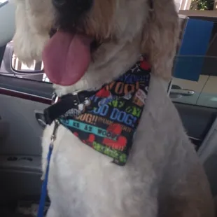 Crowley happy after a trip to the Groomers!