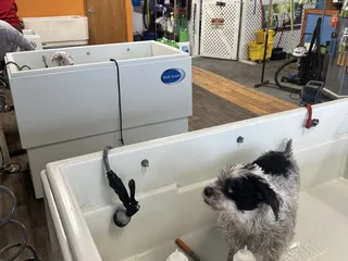 That Dog Wash