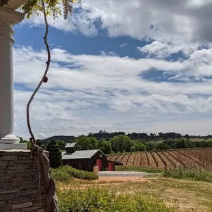 a view of a vineyard