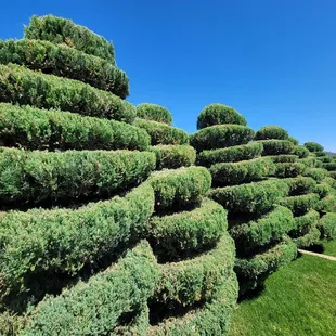 Amazing living sculptures