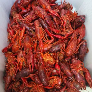 a bucket full of red craws