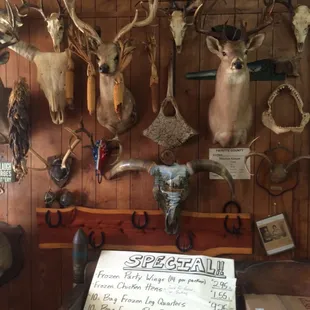 a display of deer heads and antlers