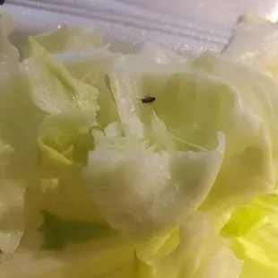 Bug in Salad