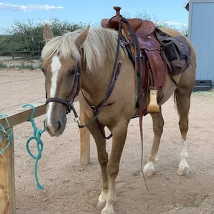 Athos, the horse I got to ride