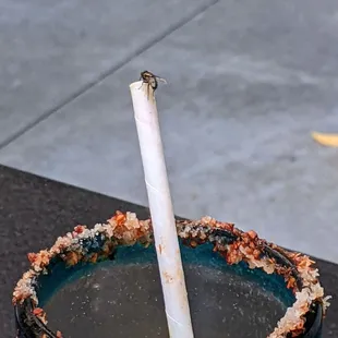 Flies quenching their thirst from the high 80s temperature in the garden seating area.