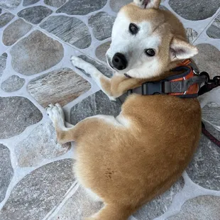 Kylo enjoying the outdoor patio, dog/pet friendly