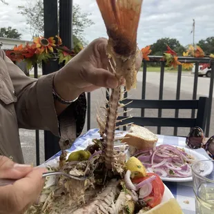 Red Snapper