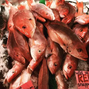 Day Boat True American Red Snapper Day Boat Costa Rican Silk Red Snapper