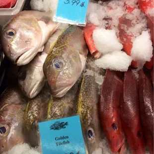 That Golden Tilefish has a hell of a face. All personality.