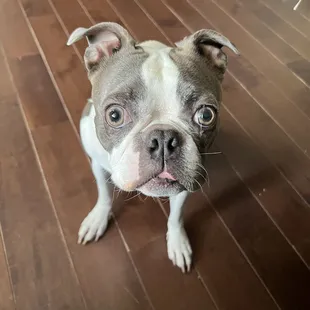 Louie the pup
