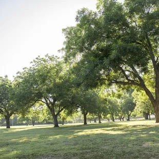 The center of Rose Park has vast open spaces surrounded by mature Oak trees.