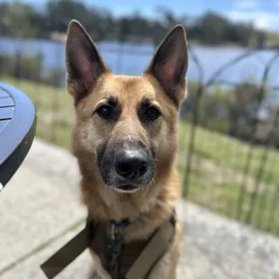 Rocco loves coming to Kathy May's for lunch