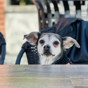 Riley Ray patiently awaiting her water bowl cocktail from Franky  Katie Blooms... simply the best!
