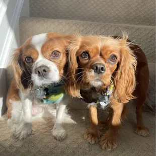 two dogs on stairs