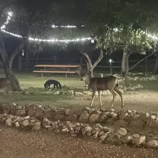 The local deer population comes in to enjoy time in town.