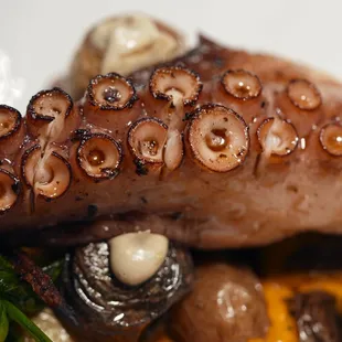 Moroccan Octopus