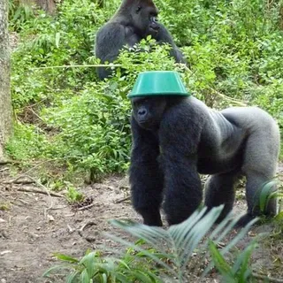 Hat C.