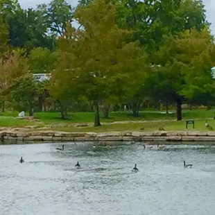 Lots of geese there, in the lake, on the sidewalk too.  10/01/2016