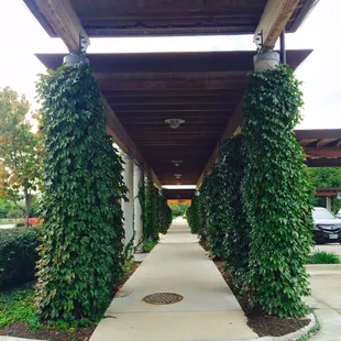 Walkway from parking lot to street.  10/01/2016