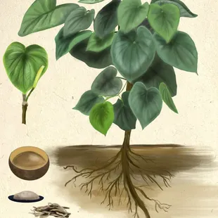 a drawing of a plant with roots