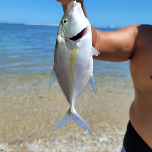 Baby papio, fun to catch but too small to keep;)