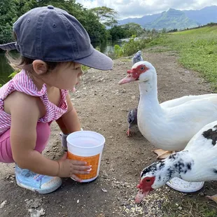 Pretty friendly geese as far as geese are concerned
