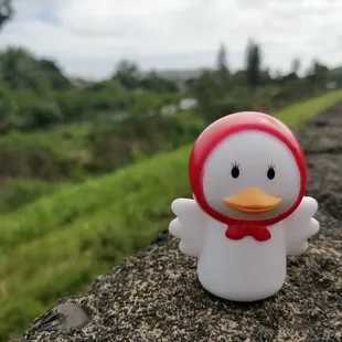 Found a chick on the trail.