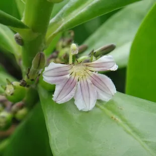 The Love Story of Naupaka.