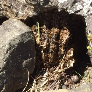 Pot of gold at the end of the trail!!!! Bee hive with exposed honeycomb!!!