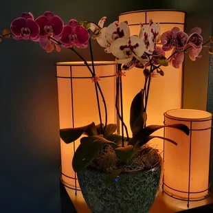 Kawamoto Orchid Nursery