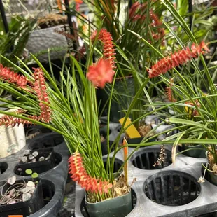 Very unique tiny orchids! Would have bought them but flowers very small