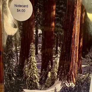 Sequoia winter picture notecard