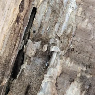 Rotten wood infested with termites for $10 a bundle! Can't be good for our National Parks!