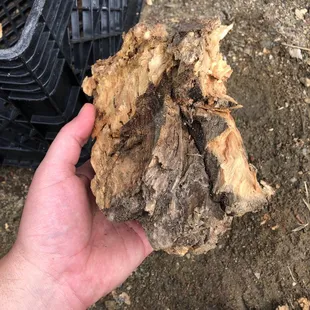 ROTTEN, WET FIREWOOD  UNACCEPTABLE  $10 a bundle!!