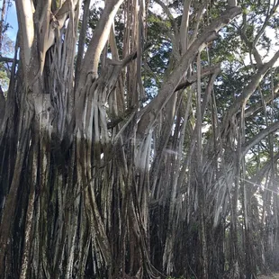 Banyan trees