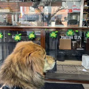 Patiently waiting for treats from his favorite workers