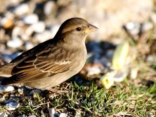Mississippi River Trail