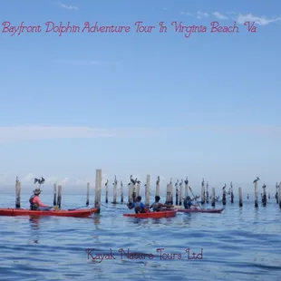 Bayside Dolphin Adventure Tour in Virginia Beach, Va.