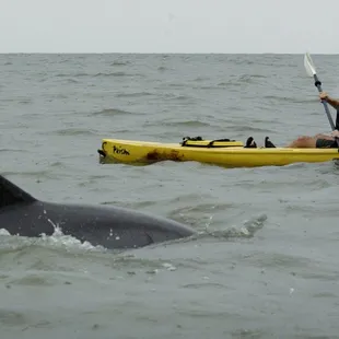 Kayaking the Dolphin Adventure Tour in Virginia Beach, VA