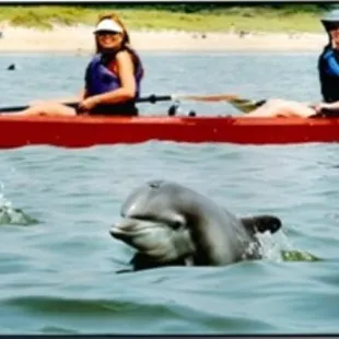 Kayaking with the Dolphins in Virginia Beach, Va. and Kayak Nature Tours, Ltd.
