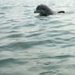This is one of our prized close ups pics of the dolphins