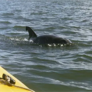 Kayaking with the dolphins at 89 Th.Street in Virginia Beach, Va.