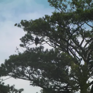 Bald Eagle on a kayak tour at First Landing State Park in Virginia Beach, Va.
