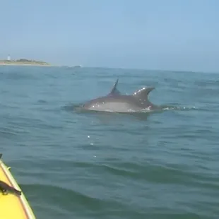 Dolphin Tour at Virginia Beach in August 2009