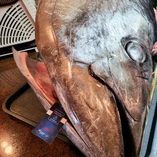 The world&apos;s finest Blue Fin Tuna-Guess how big it is!