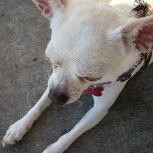 This is my pooped pup who loved the Mexican shrimp tempura tails and lettuce from salad.