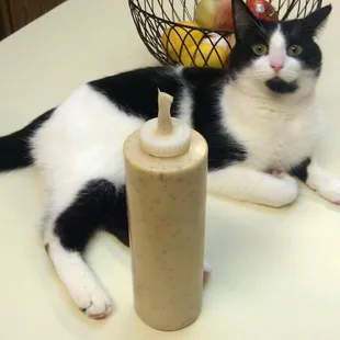 Even kitties love the salad dressing! Ask for it in a squeeze bottle to take home!