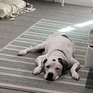 a dog laying on the floor