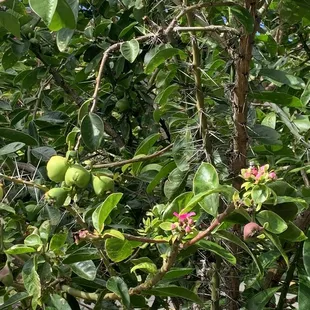 Rhodocactus grandifolius